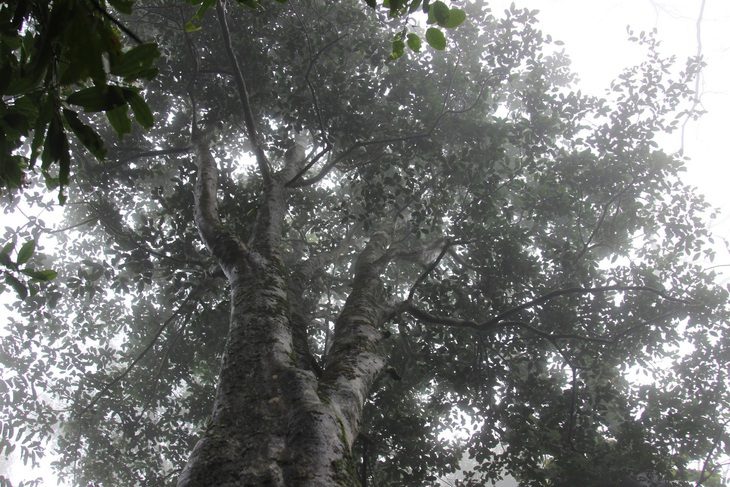Một cây chè Tiến vua cổ thụ ở xã An Toàn, huyện An Lão - Ảnh: THANH DIỄM Một cây chè tiến vua cổ thụ ở xã An Toàn, huyện An Lão - Ảnh: THANH DIỄM