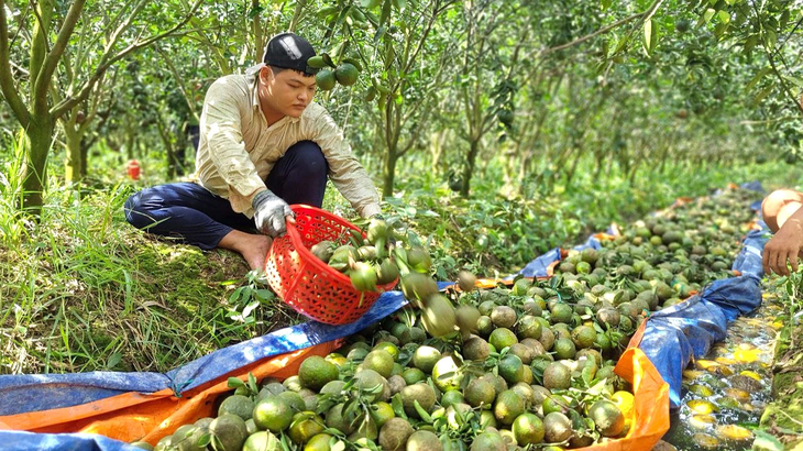Cam sành Vĩnh Long lại rớt giá còn 2.000 đồng/kg- Ảnh 1. Cam sành Vĩnh Long lại rớt giá còn từ 1.000 - 2.000 đồng/kg - Ảnh: CHÍ HẠNH